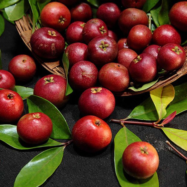 The image shows fresh kokum a local goan monsoon ingredient