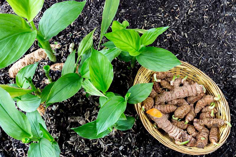 The image shows haldi plant a local goan monsoon ingredient