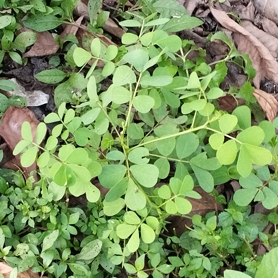 The image shows taikile tora leaves a local goan monsoon ingredient