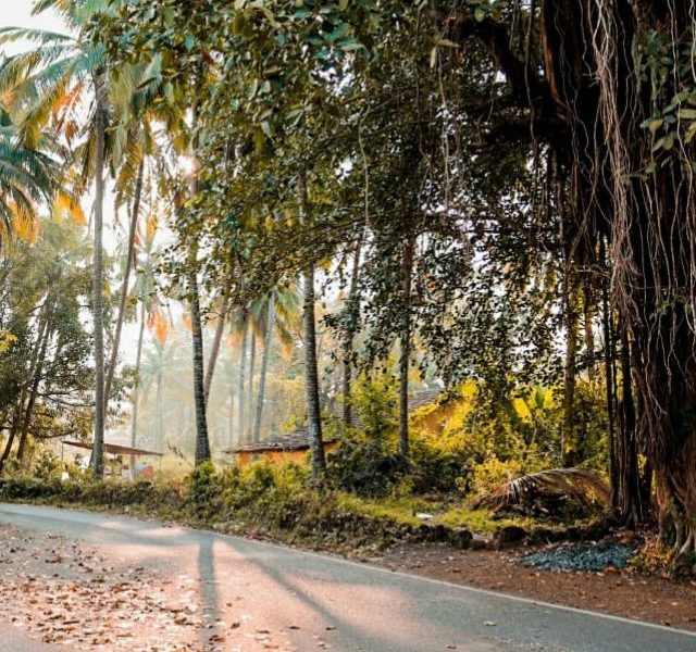 5 things to do in South Goa!