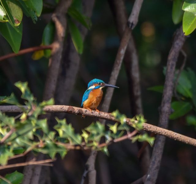 Bird watching, a must do activity in Goa!