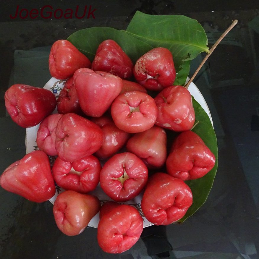 Goan Rose Apple water apple summer fruits in goa best food in goa local goan food