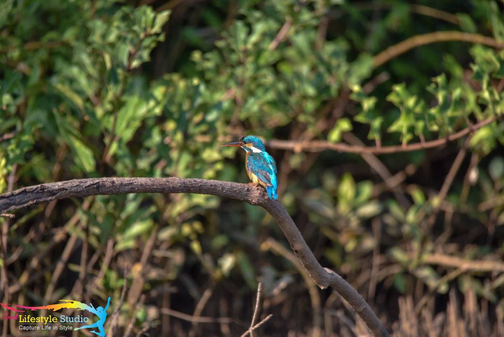 birdwatching in goa goa birdwatching birds in goa kingfisher in goa