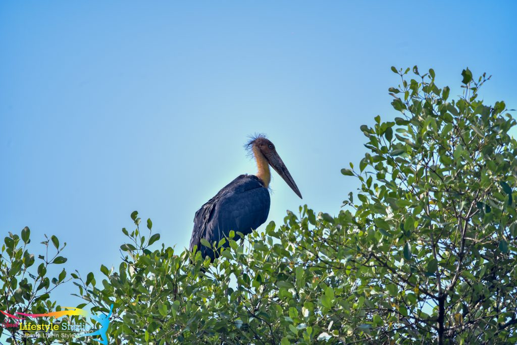 birdwatching in goa goa birdwatching birds in goa