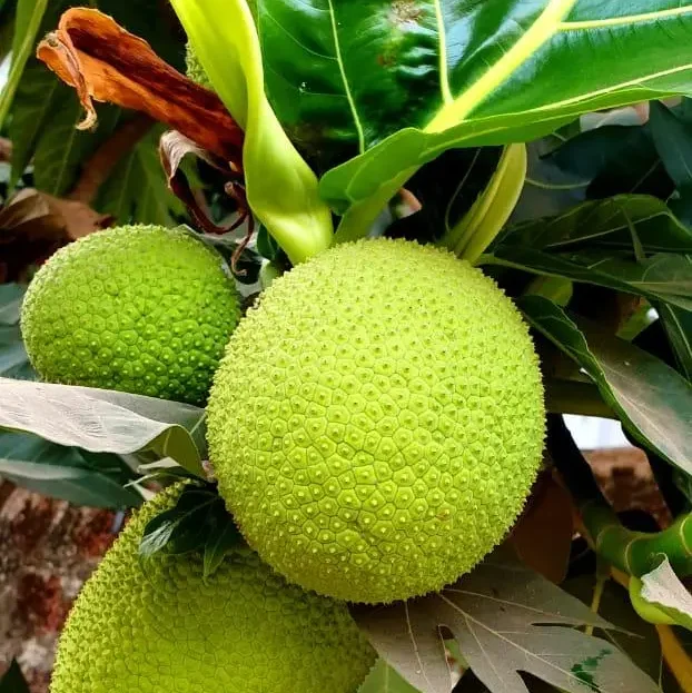 Goan breadfruit fry summer food goa goan summer 