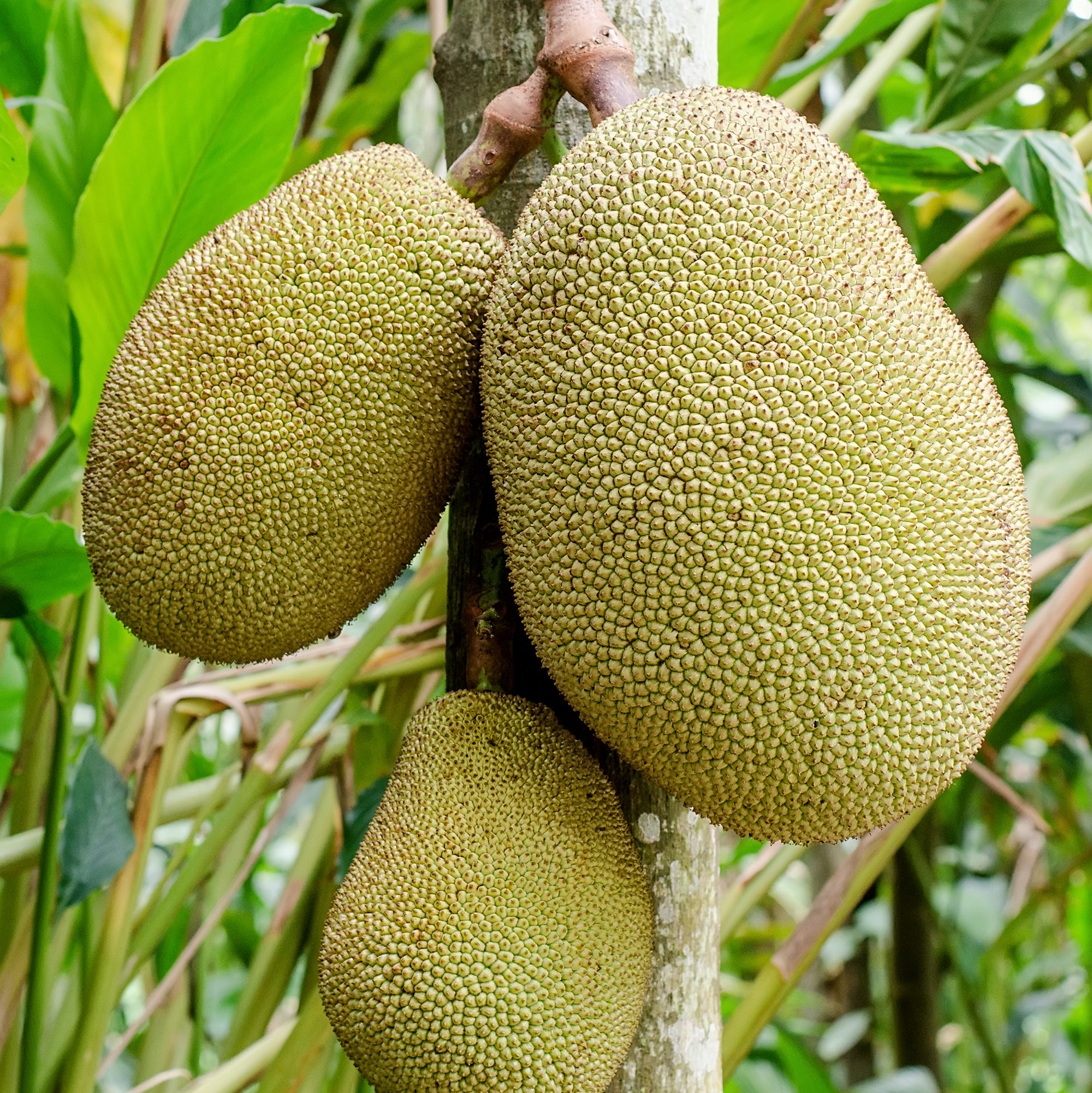 Jackfruit hanging