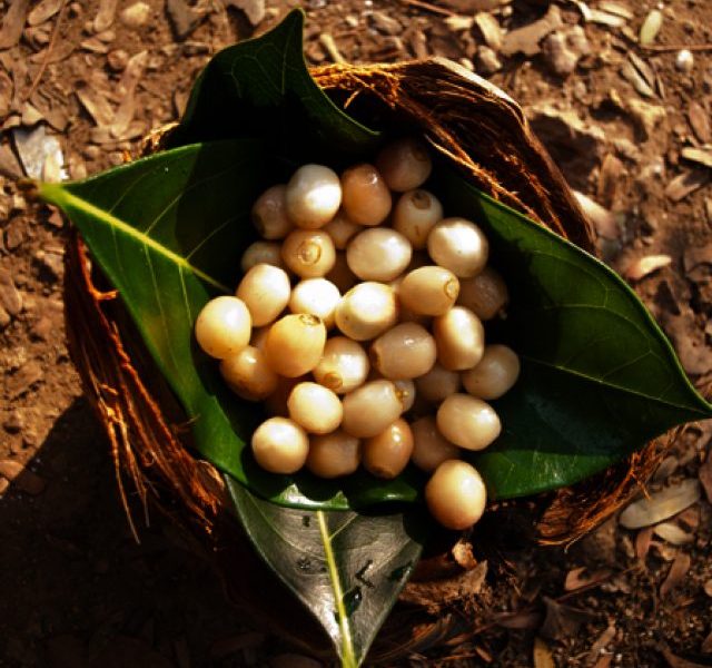 Summer Berries of Goa, The Taste of Wilderness