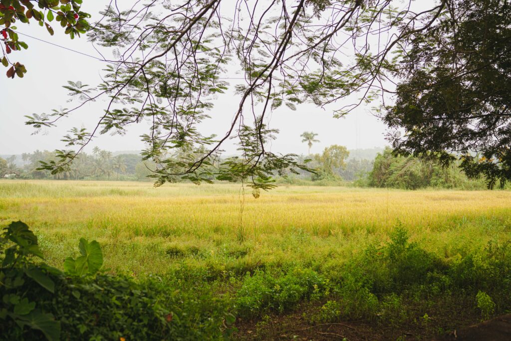 Saligao, Goa