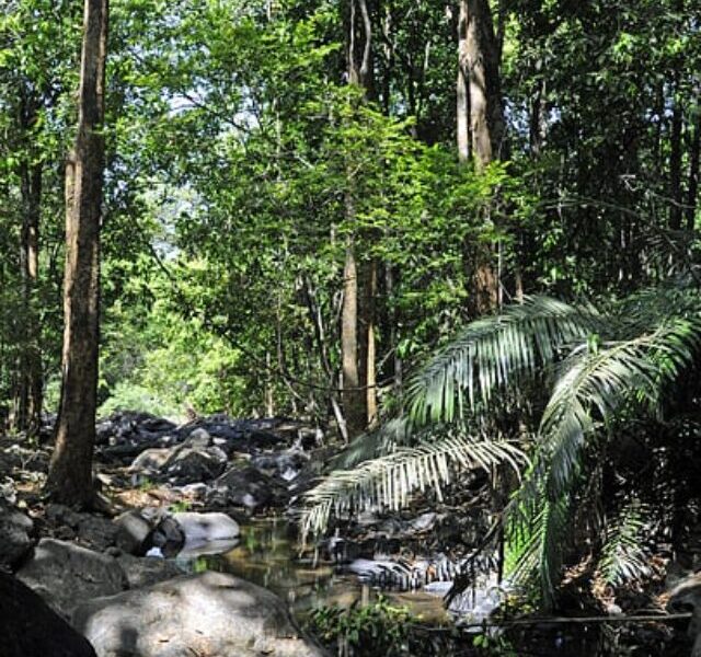 Sacred Groves: Goa’s Hidden Forest Sanctuaries