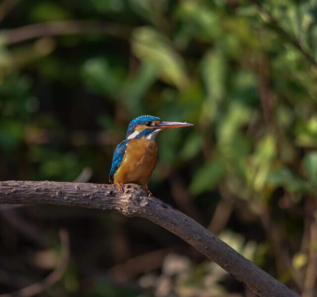 Top 5 Birdwatching Spots in Goa