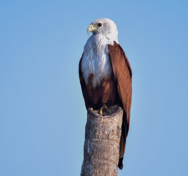 Winter Migrants: Goa’s Birds & Salim Ali Sanctuary