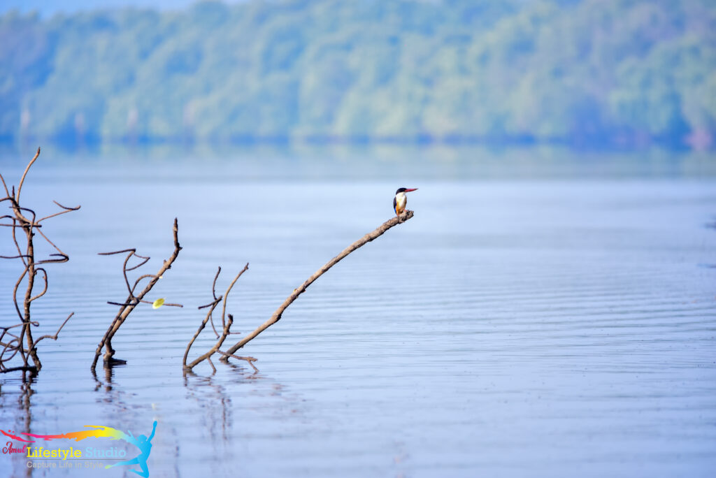 bird watching in goa