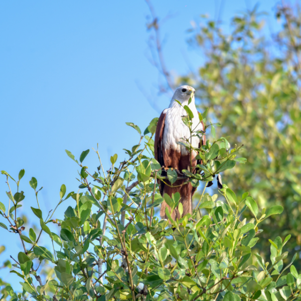 A Birdwatcher’s Dream: Birdwatching Havens in Goa