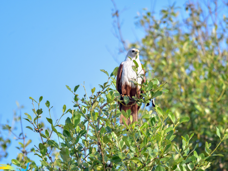 A Birdwatcher’s Dream: Birdwatching Havens in Goa