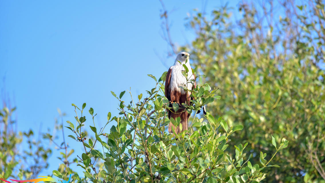 A Birdwatcher’s Dream: Birdwatching Havens in Goa